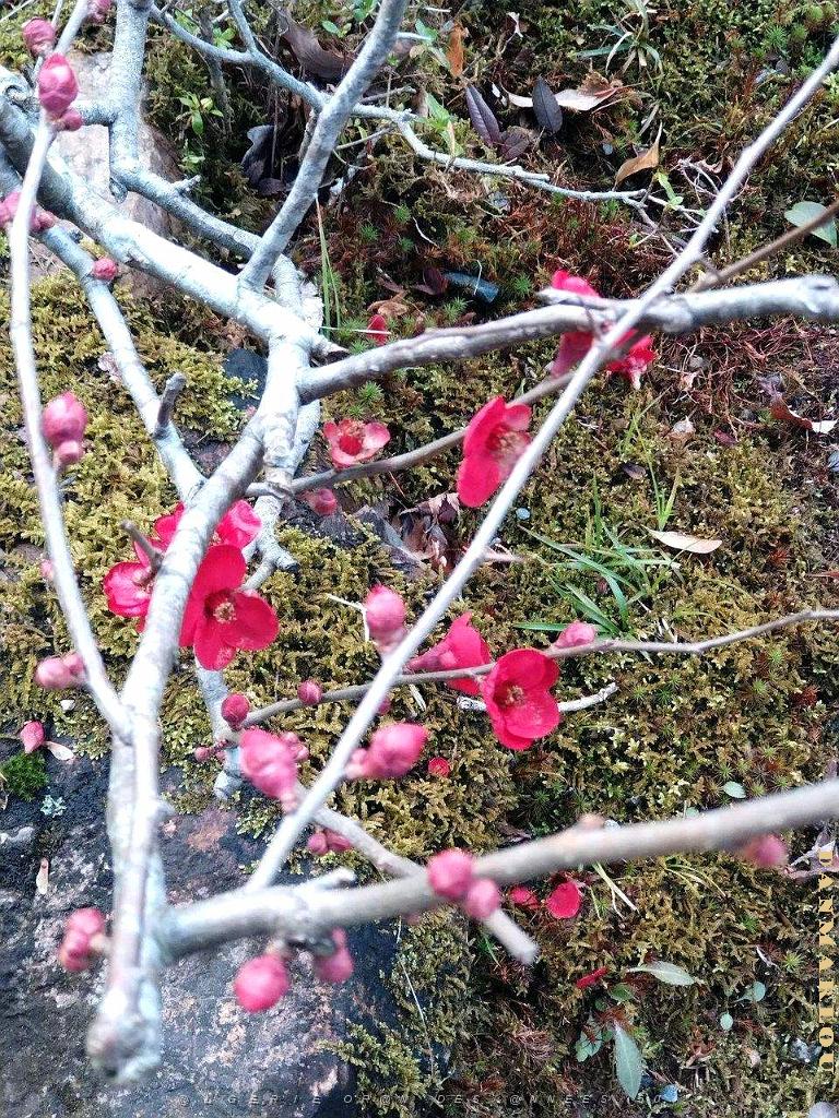 Meiji Mura - Village de l'ere Meiji - 15.01.2024 - 073.jpg